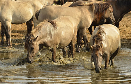 Cavalo bebendo água