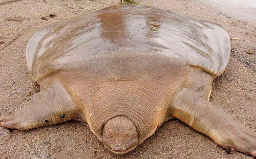 Tartaruga gigante de casco mole