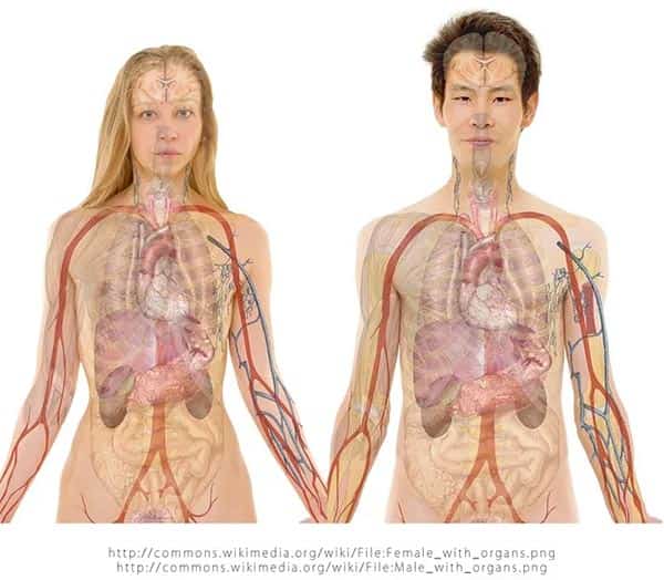 Corpo Humano, Homem e mulher