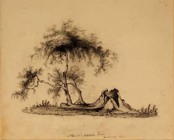 Manuscrito, Gravura original da macieira de Newton