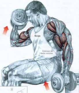 Img - Curiosidades sobre Musculação