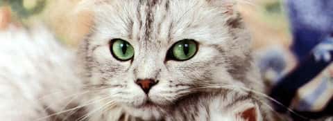 Por que dizem que os gatos t�m sete vidas