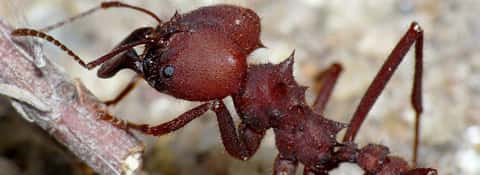 A curiosa força de uma formiga