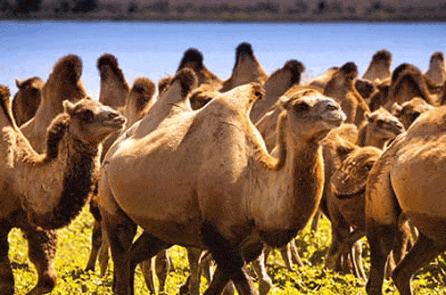 Img - Como os camelos armazenam água?