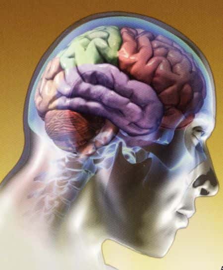 O homem só utiliza 10 por cento da capacidade do cérebro