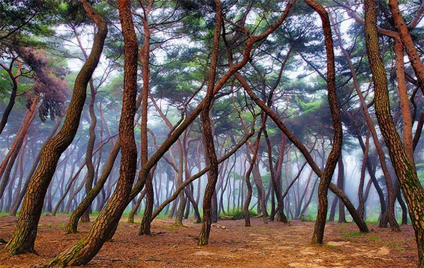 Misty Forest (Floresta Enevoada)