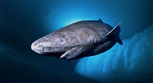 Tubarão-da-groenlândia
