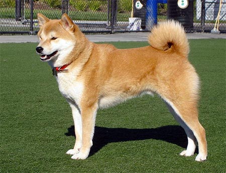 Cão Akita