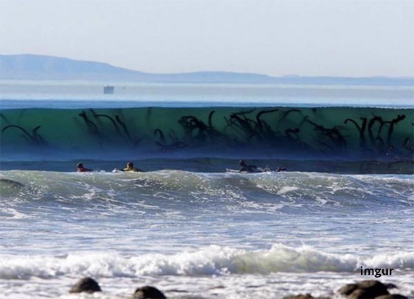 algas marinhas gigantes