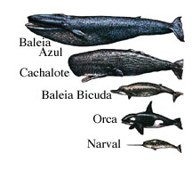 Comparação baleias