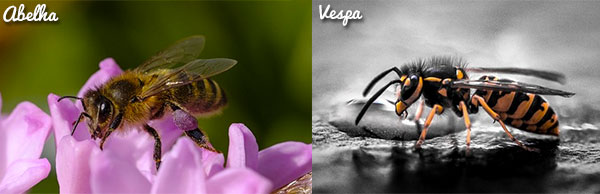 Difença entre abelha e vespa
