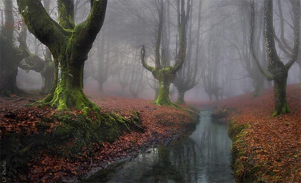 Floresta Otzarreta, País Basco, Espanha
