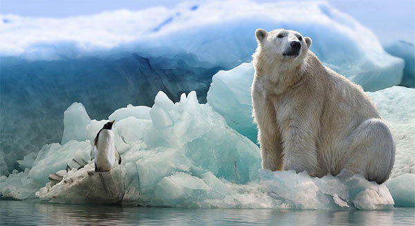 Urso-polar e um pinguim