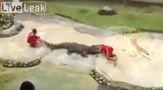 Crocodilo mastigando a cabeça de um treinador