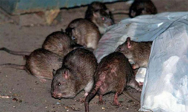  Armazém de alimentos com ratos