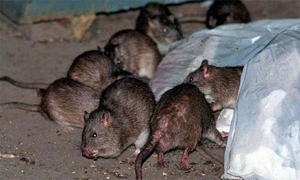 Armazém de alimentos com ratos