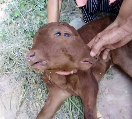 Mutação genética, vaca de 2 faces e quatro olhos