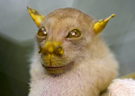 O Morcego Yoda