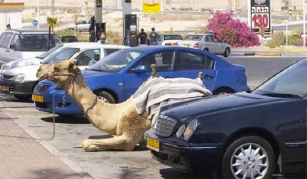 Camelos estacionados