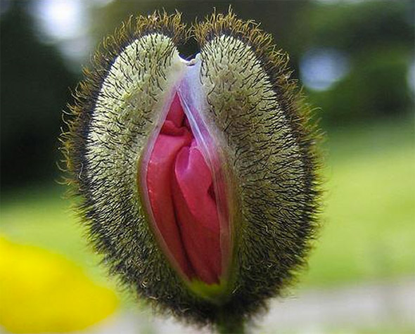Flor Vagina