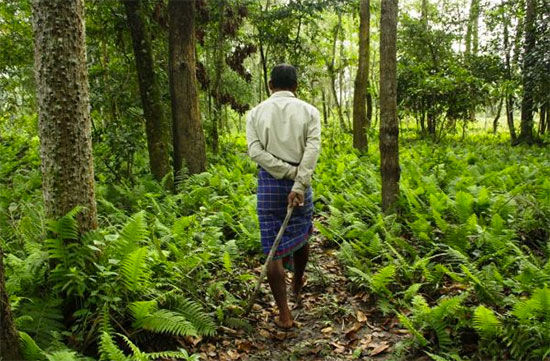 Jadav Payeng e sua floresta