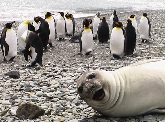 Selfie foca e pinguins