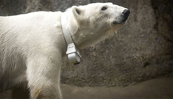 Monitoramento por satélite dos Ursos-Polares
