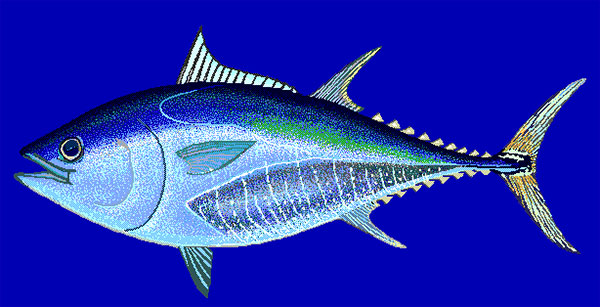 Atum azul, atum bluefin