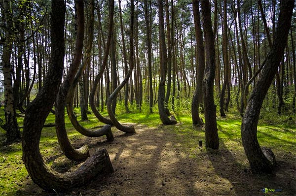 Crooked Forest, Polônia