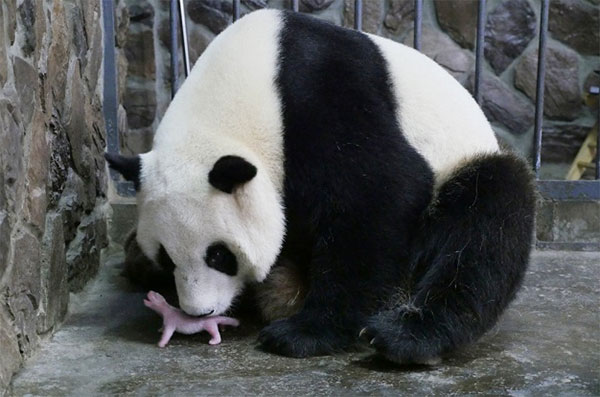 panda gigante e filhote