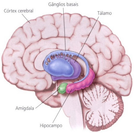 amígdala, cérebro humano