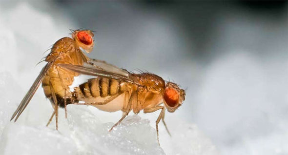 Moscas Drosophila fazendo sexo