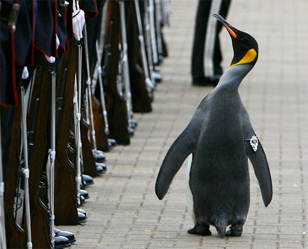 Um pinguim já foi eleito como cavalheiro da Guarda Real da Noruega