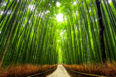 Floresta Sagano Bamboo