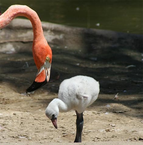 flamingo filhote