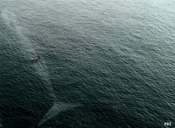 Baleia gigante