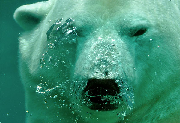 Urso embaixo da água
