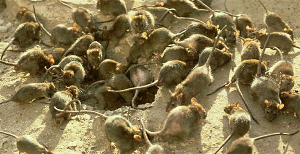 Ratos mortos
