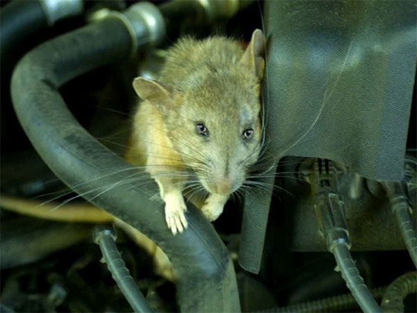 Ratos encontrados em veículos