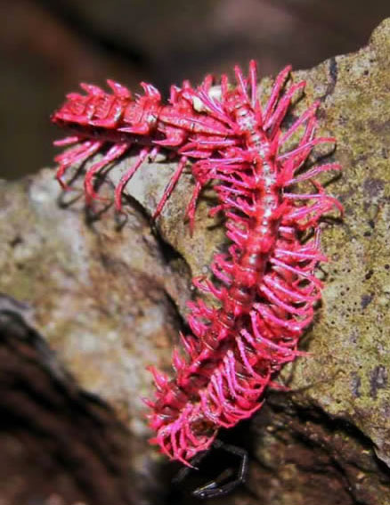 Millipede Dragão Rosa (Desmoxytes purpurosea)
