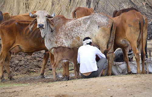 Homem ordenhando vaca