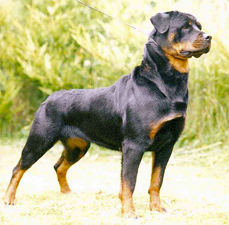 Rottweiler