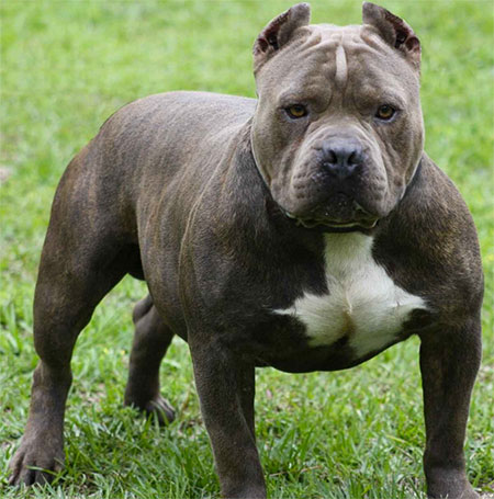 Pitbull