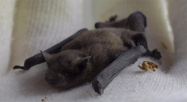 Morcego capturado, pesquisa
