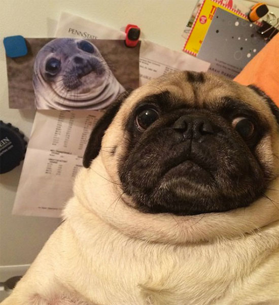 Pug e seu primo foca