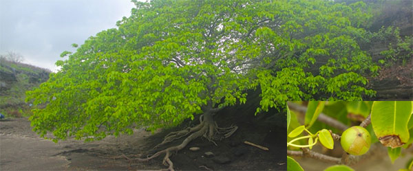 árvore manchineel (Hippomane mancinella)