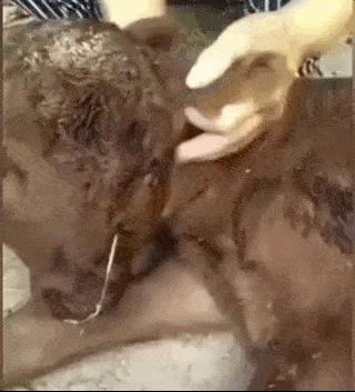 vídeo da vaca mutante