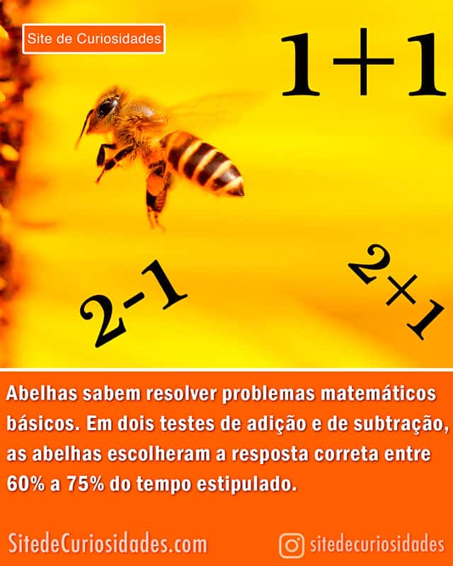 abelha matematica