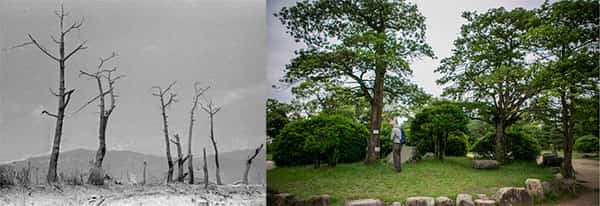 As árvores do castelo de Hiroshima