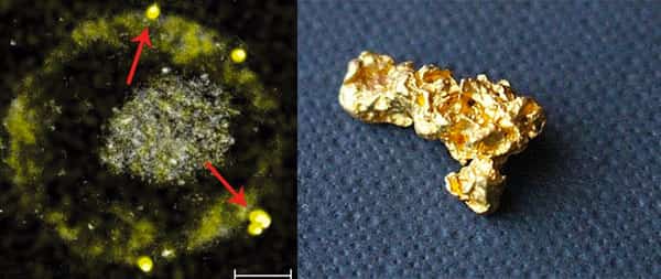 bactéria Cupriavidus metallidurans e uma pepita de ouro